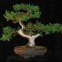 Uradi sam bonsai od kleke